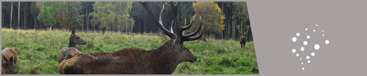 Wildlockmittel🦌🐗🌿 Unser Salzspray mit Aromastoffen für jegliches Sc