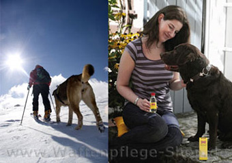Hundepfoten sind im Winter besonders gefährdet