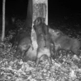 Buchenholzteer Wirkung Wildschwein Kamera